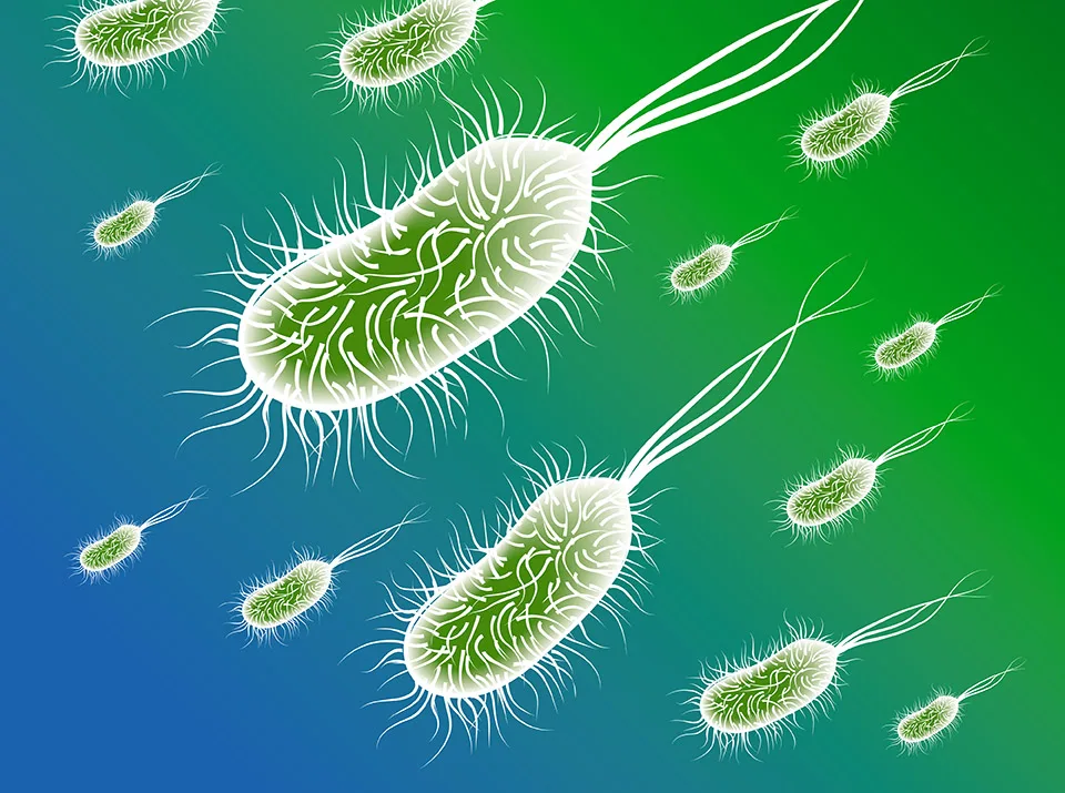 Bakterie Escherichia coli